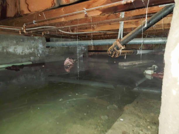 Best Local water damage restoration  in Mountain Green, UT